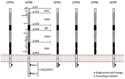 Role of Leptin in Cardiovascular Diseases